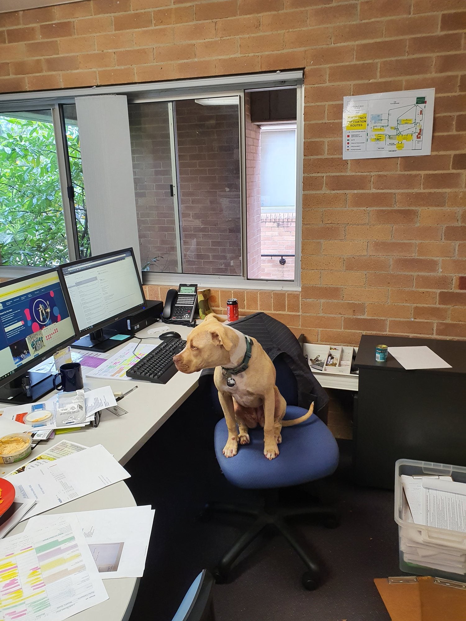 My last principal's office. The dog helped with the paperwork.