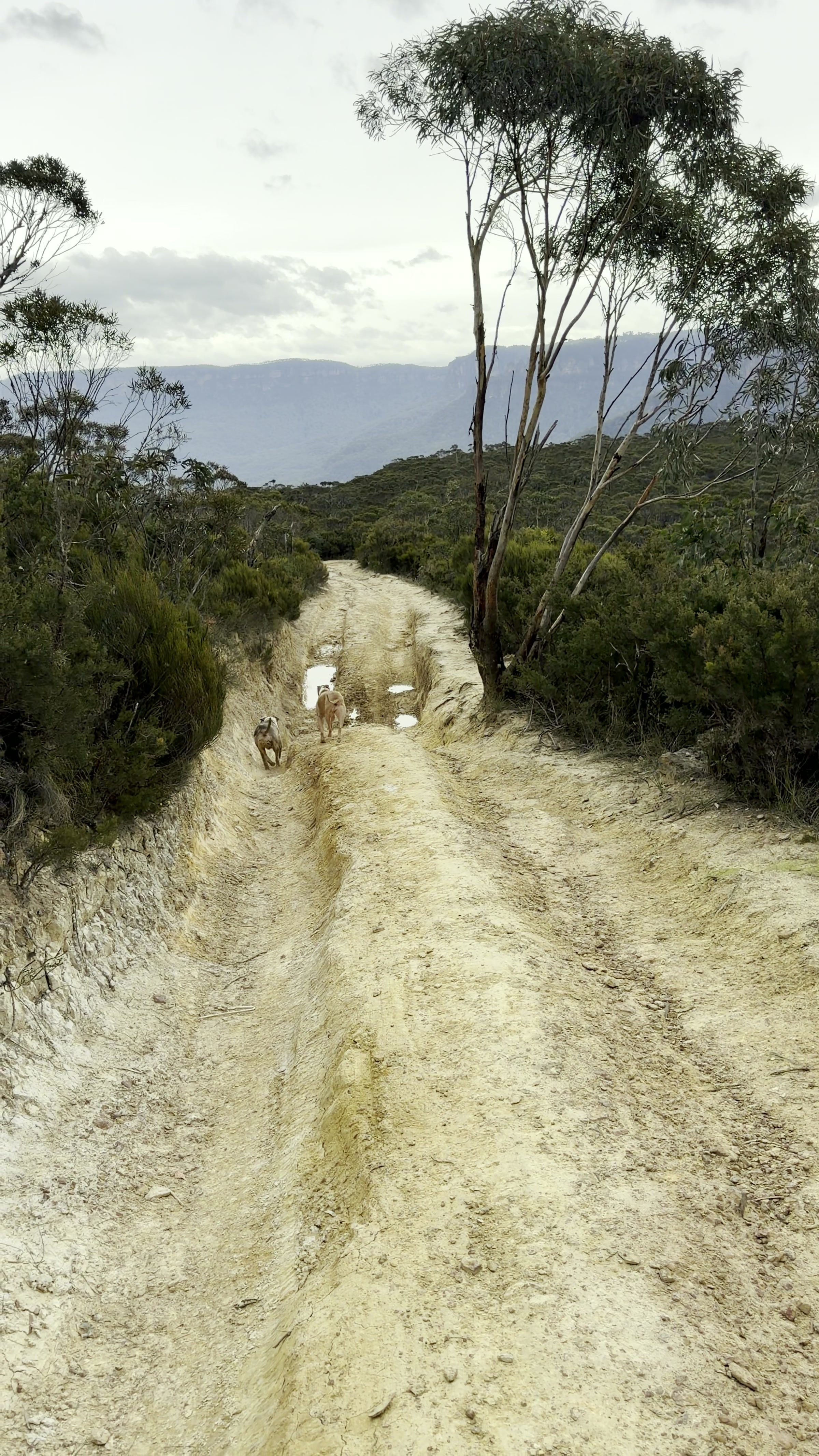 Trail through the Blue Mountains bush